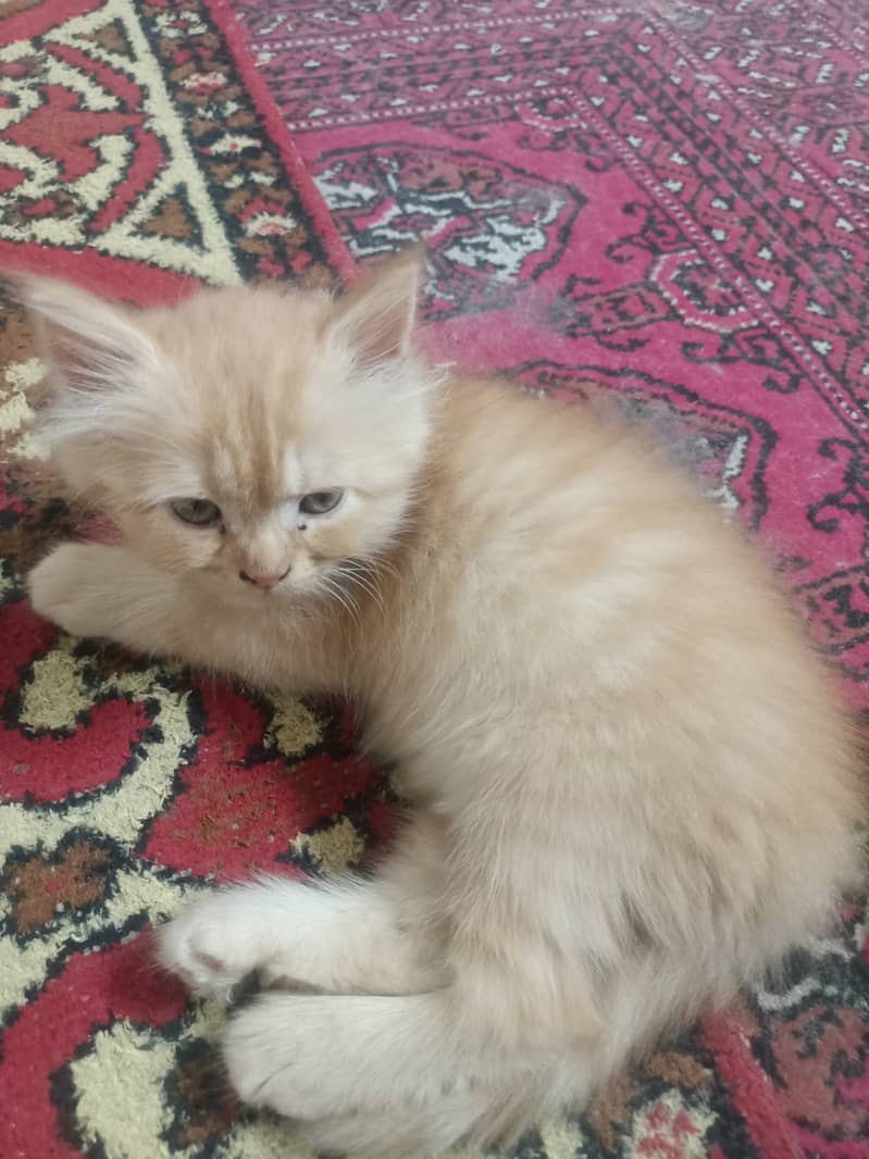 Persian cat triple Coated 3