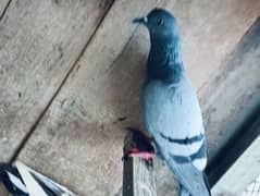 Pigeons for sale. serious banda rabta kry. 0