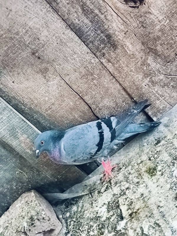 Pigeons for sale. serious banda rabta kry. 1