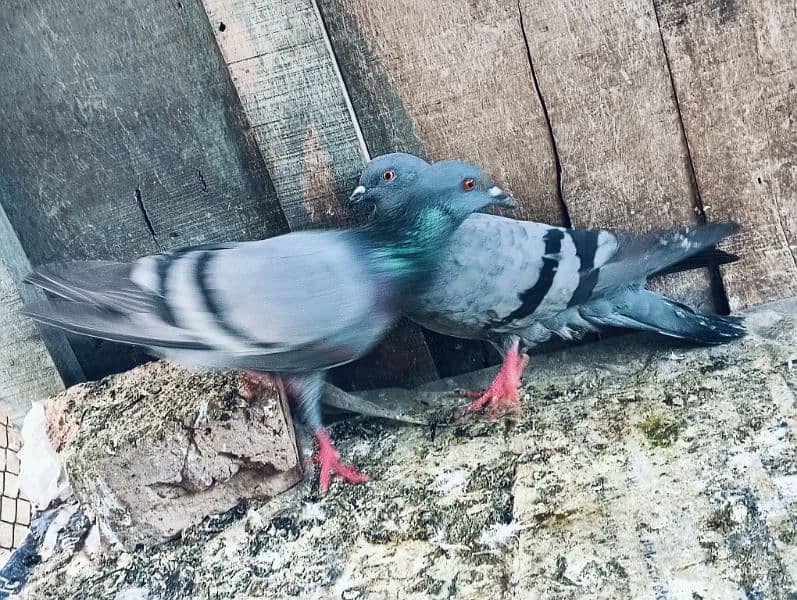 Pigeons for sale. serious banda rabta kry. 5