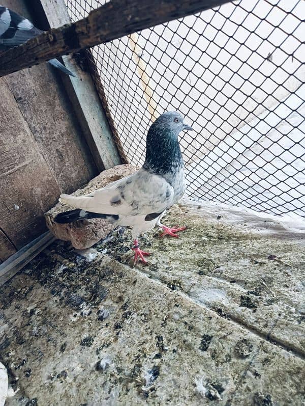 Pigeons for sale. serious banda rabta kry. 6