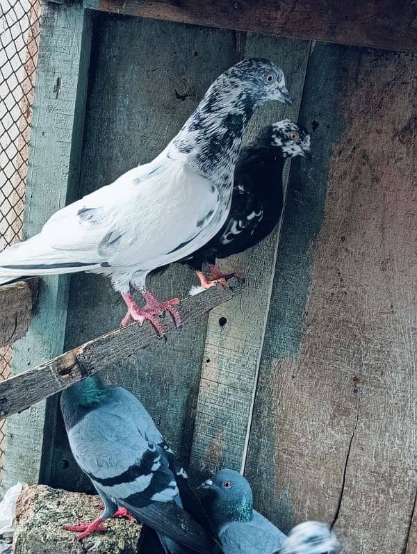 Pigeons for sale. serious banda rabta kry. 7