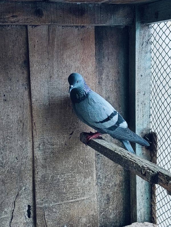 Pigeons for sale. serious banda rabta kry. 8