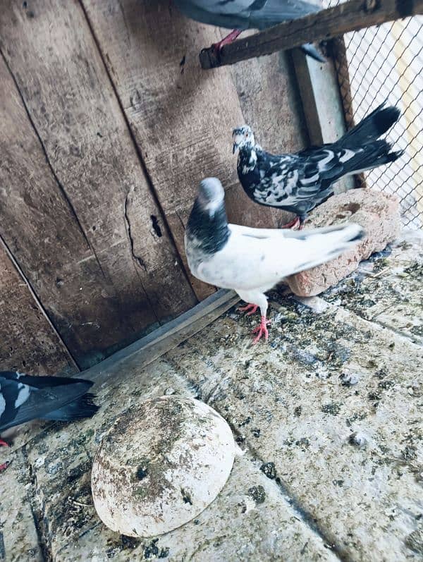 Pigeons for sale. serious banda rabta kry. 9