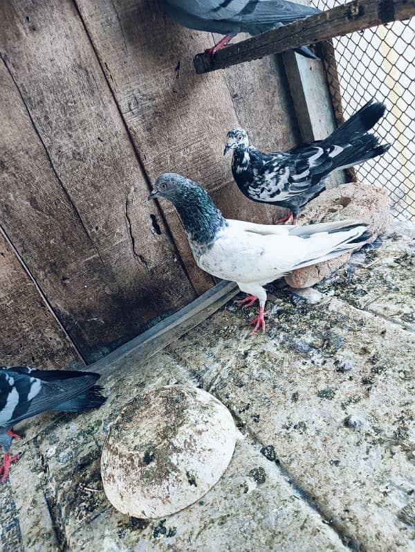 Pigeons for sale. serious banda rabta kry. 10