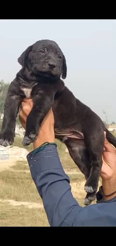 bully dog Age 2 month for sale 0