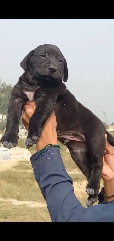 bully dog Age 2 month for sale 1