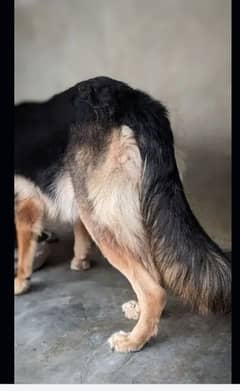 GERMAN SHERPARD PURE BREED