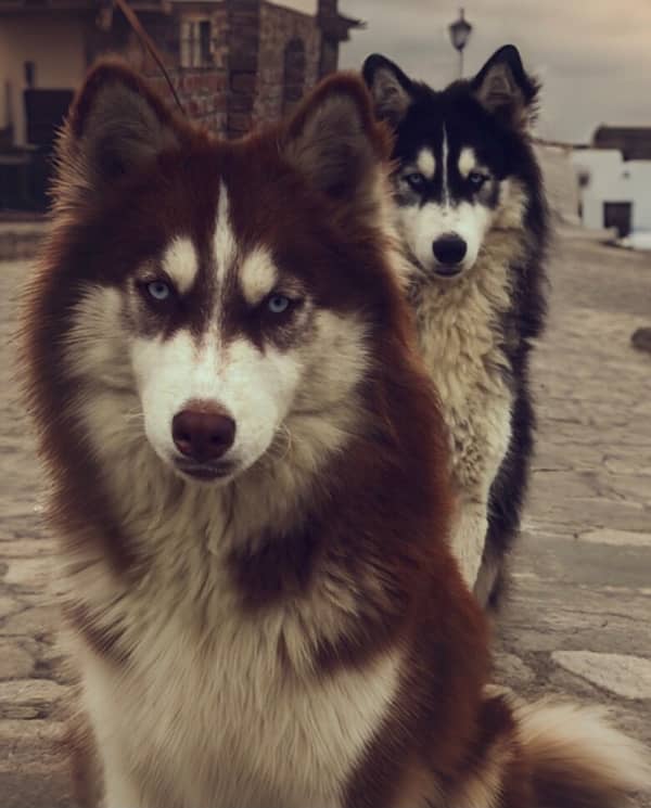 Siberian Husky male for st*d | black & white | blue eyes 1