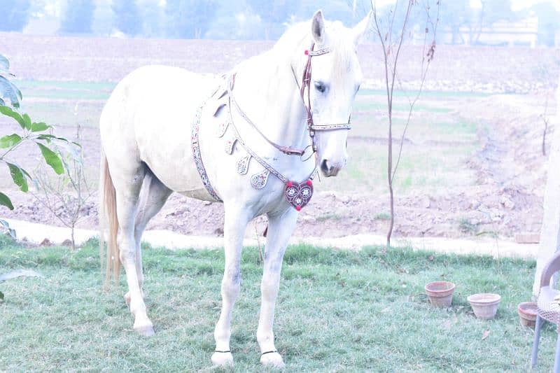 Desi horse 2