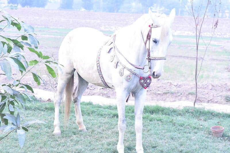 Desi horse 3