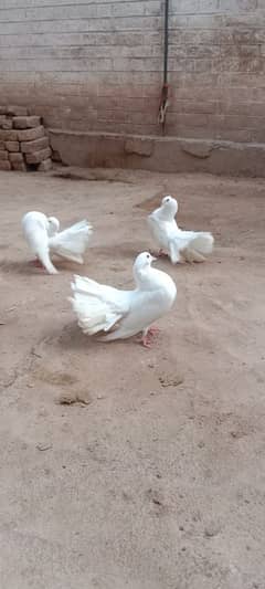 Laka pair with 1 chick