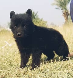 black German Shepherd puppies for sale