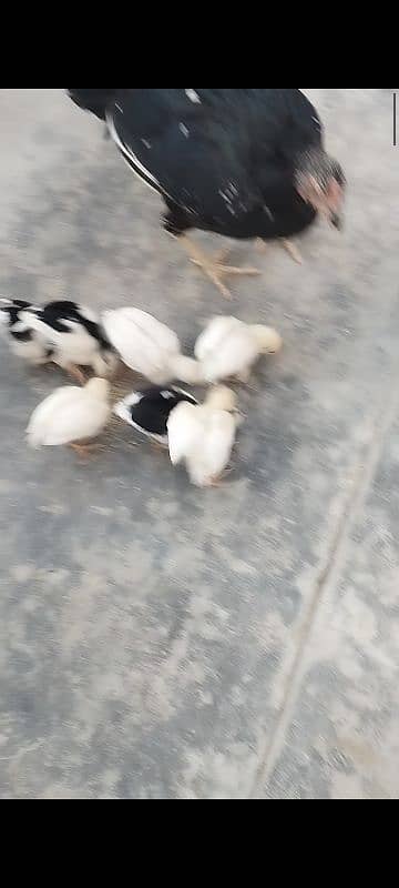 mashallah paper white home breed chaks for sale location Nowshera kpk 0