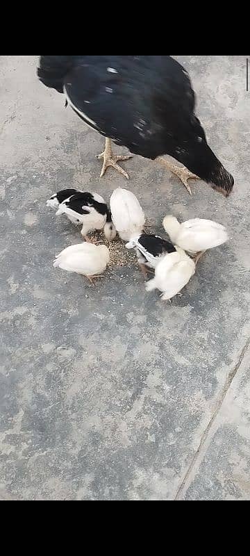 mashallah paper white home breed chaks for sale location Nowshera kpk 1