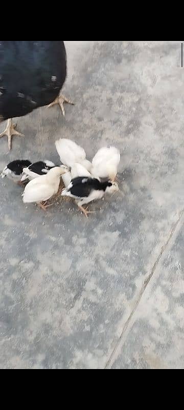 mashallah paper white home breed chaks for sale location Nowshera kpk 2