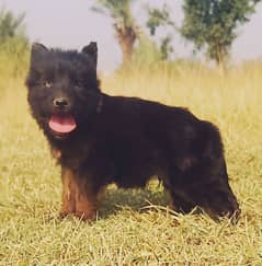 black German Shepherd long coat male puppy / German Shepherd puppy