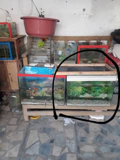 fish aquarium