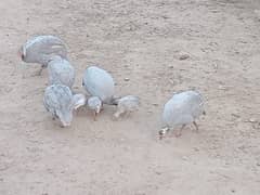 Guinea Fowls Breeder Set