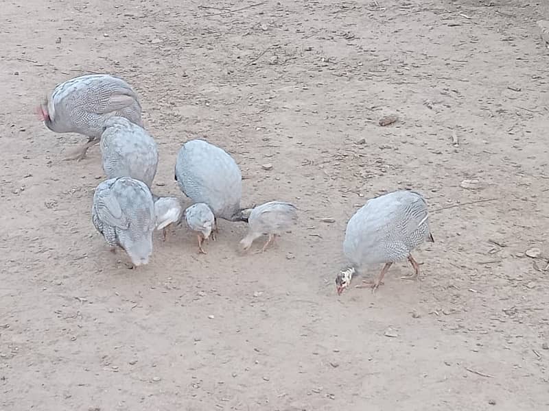 Guinea Fowls Breeder Set 0