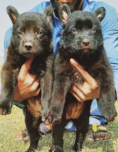 black German shepherd double coated pair for sale