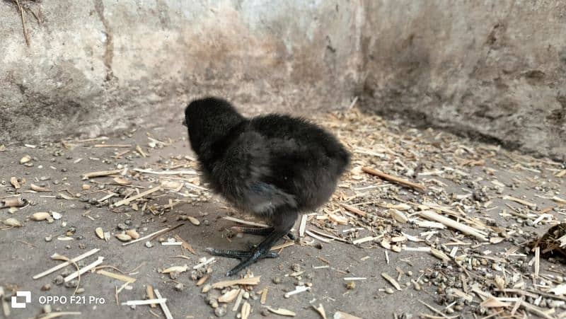 ayam cemani Gray tongue fertile eggs and chicks are available 7