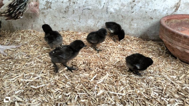 ayam cemani Gray tongue fertile eggs and chicks are available 9