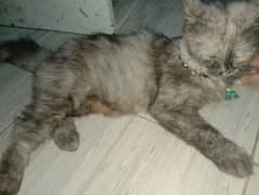 i want to urgent sale percien cat whatsapp number 03014309485