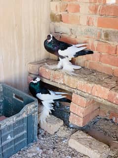 Black Magpie Breeder Female 0