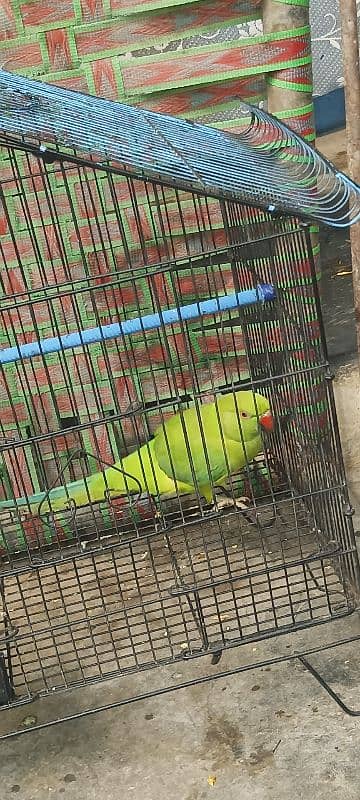 Green parrot 0