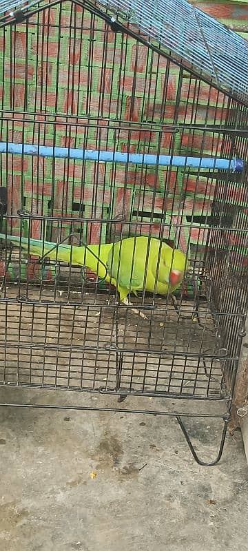 Green parrot 1