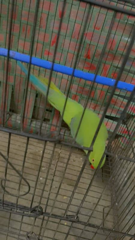 Green parrot 2