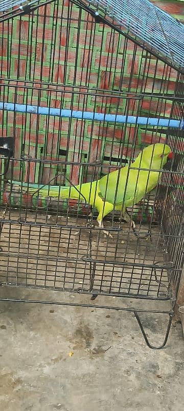 Green parrot 3