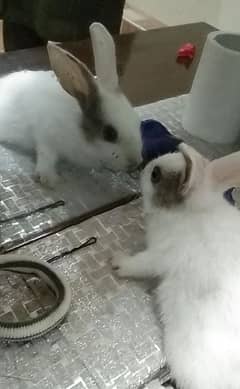 baby rabbits