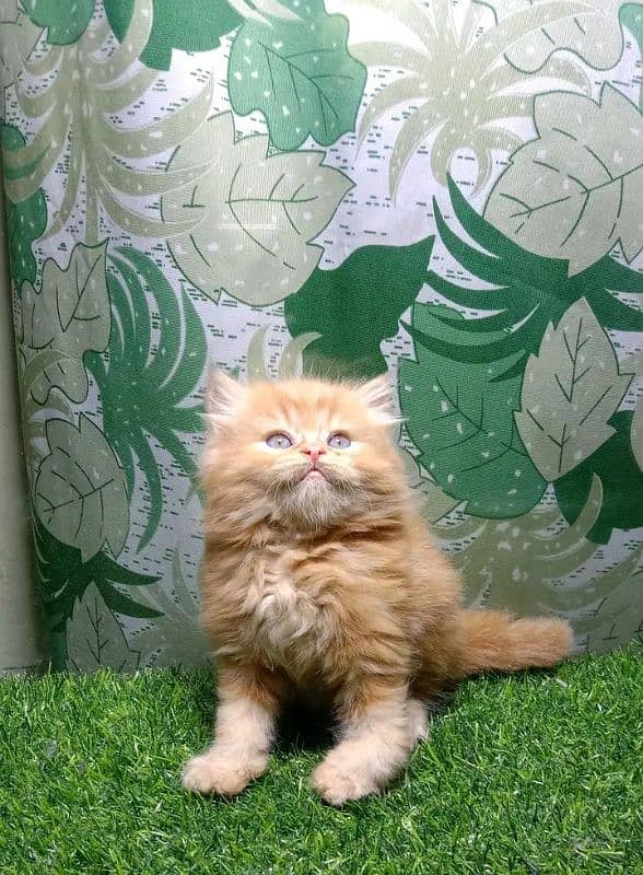 Persian kitten for sale only contact whatup 03201711036 2