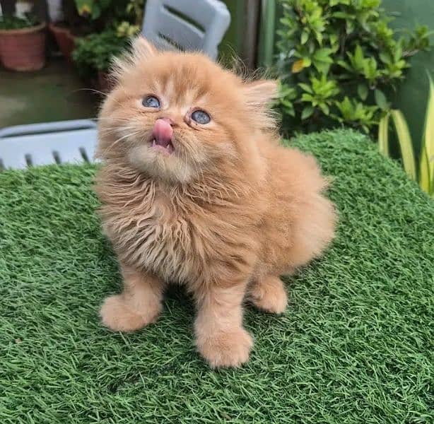 Persian kitten for sale only contact whatup 03201711036 4