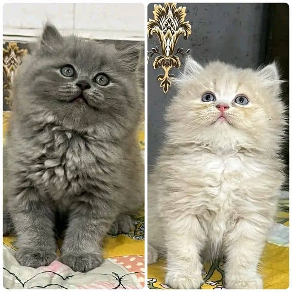 Persian kitten for sale only contact whatup 03201711036 5