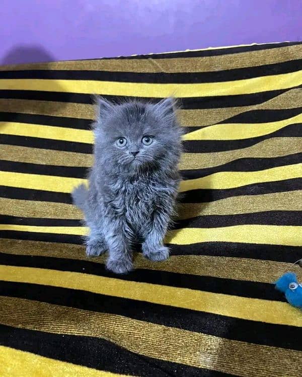 Persian kitten for sale only contact whatup 03201711036 10