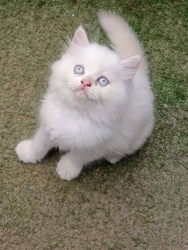 Persian kitten for sale only contact whatup 03201711036 11