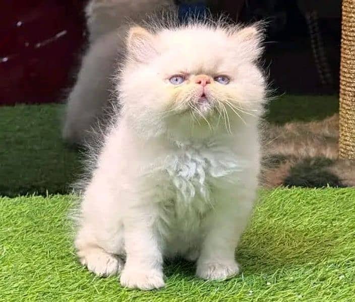 Persian kitten for sale only contact whatup 03201711036 13