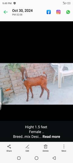 female for sale. . 03164350590 0