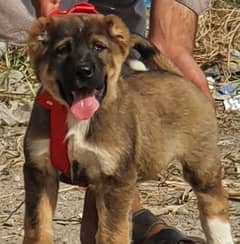 alabai dog mail 3 months for sale security dog