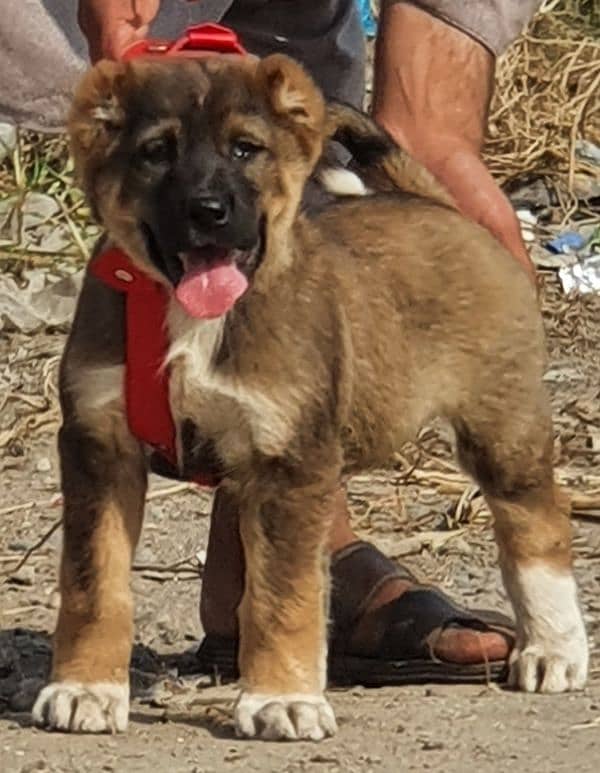 alabai dog mail 3 months for sale security dog 1