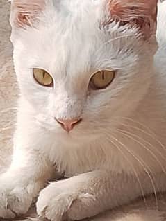 white cat in yellow eyes