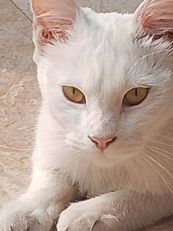 white cat in yellow eyes 1