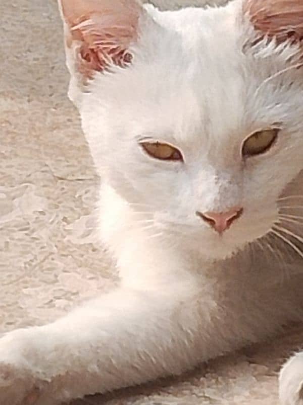 white cat in yellow eyes 2