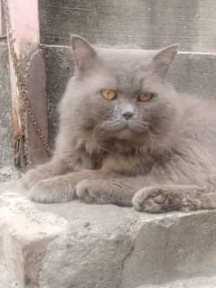 persian male cat health & active