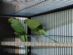 Green birds for sale Rs 12500 0