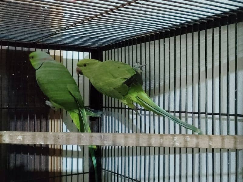 Green birds for sale Rs 12500 1