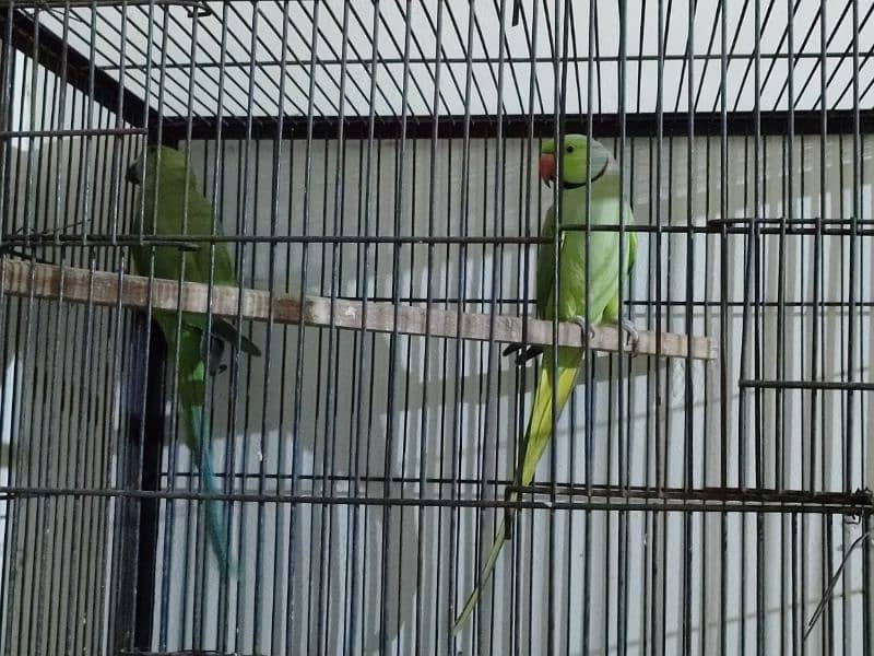 Green birds for sale Rs 12500 3